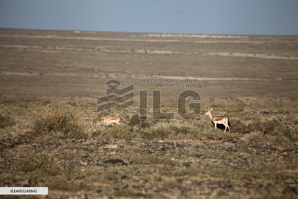 Goitered Gazelle Forage at Gobi Desert in Hami