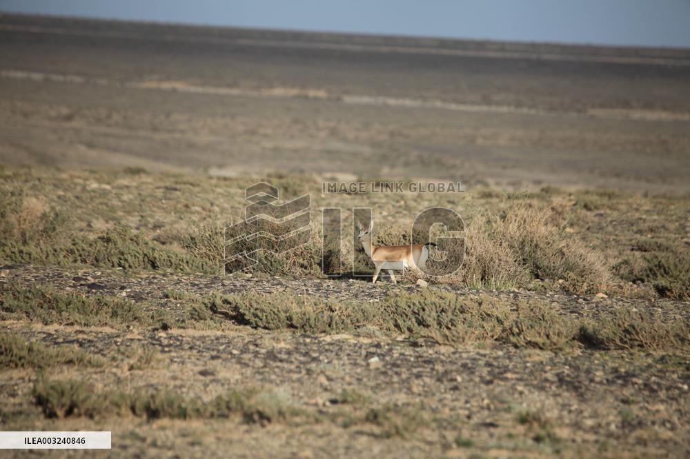 Goitered Gazelle Forage at Gobi Desert in Hami