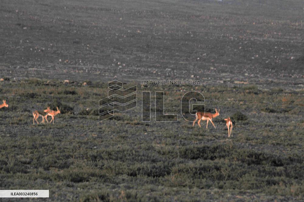 Goitered Gazelle Forage at Gobi Desert in Hami