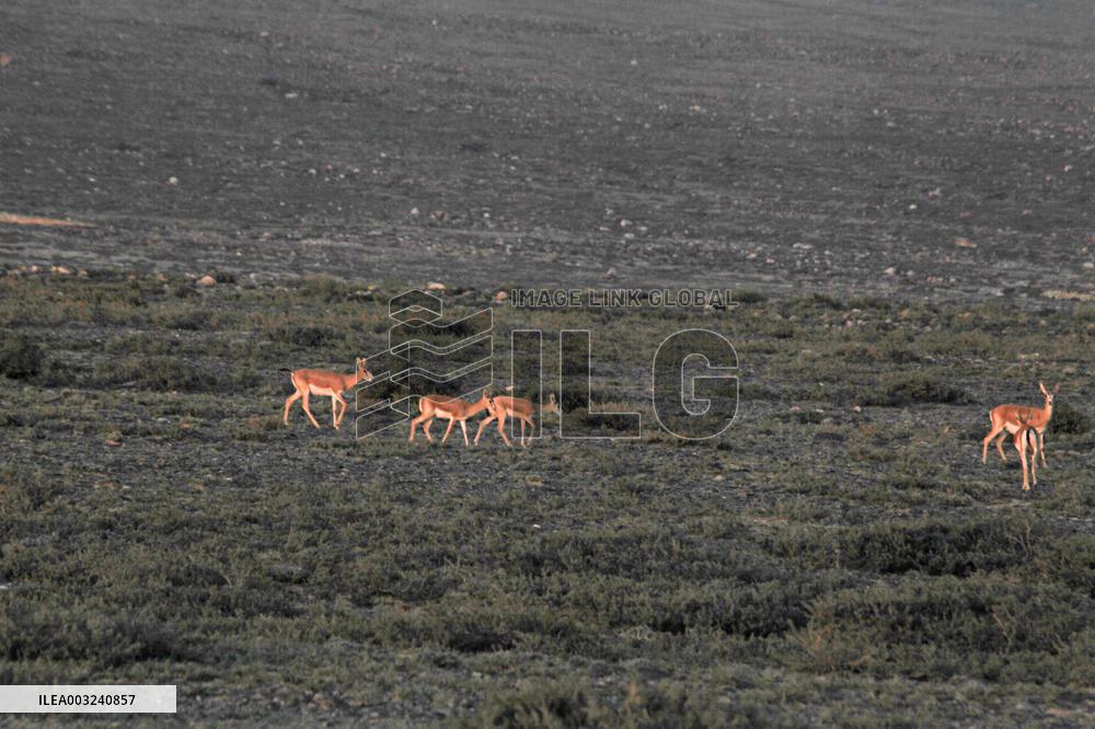 Goitered Gazelle Forage at Gobi Desert in Hami