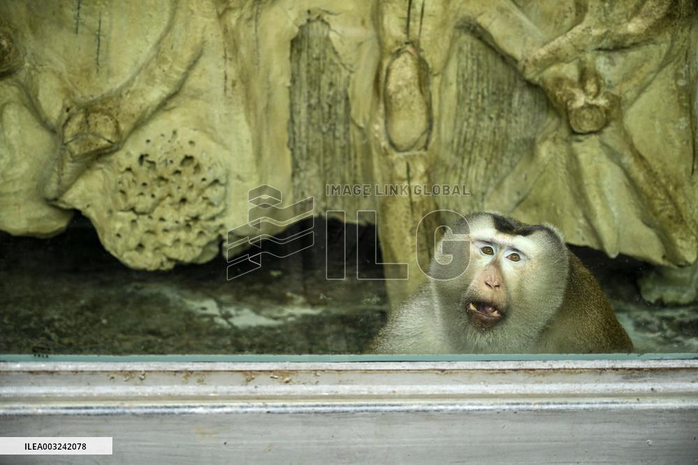 Celebrity Monkey at Qianlingshan Park Zoo in Guiyang