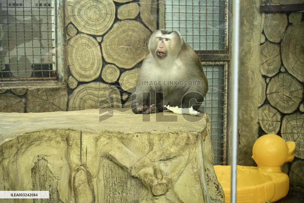 Celebrity Monkey at Qianlingshan Park Zoo in Guiyang