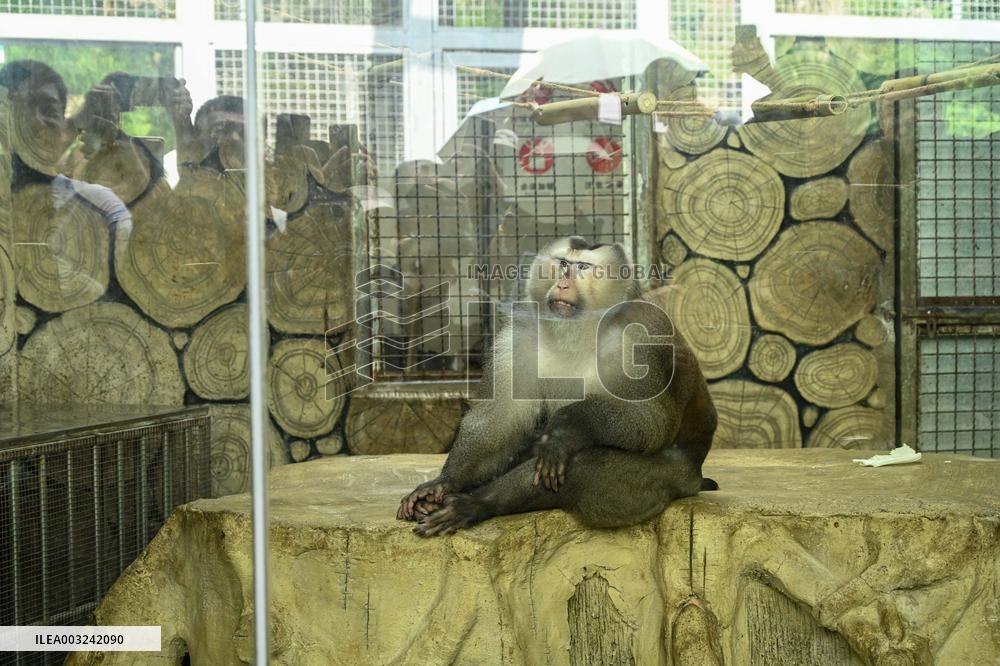 Celebrity Monkey at Qianlingshan Park Zoo in Guiyang
