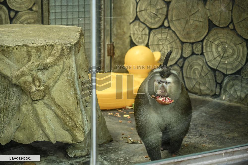 Celebrity Monkey at Qianlingshan Park Zoo in Guiyang