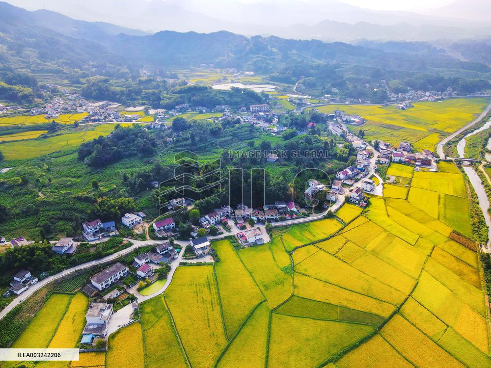 Alpine Rice