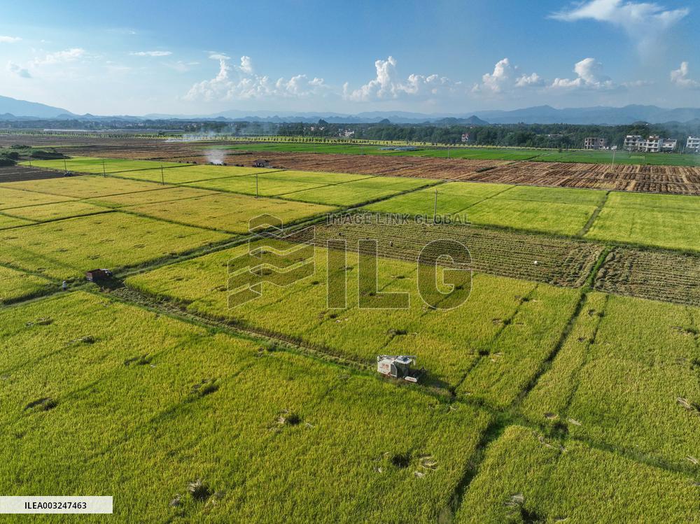 Rice Harvest in Yongzhou