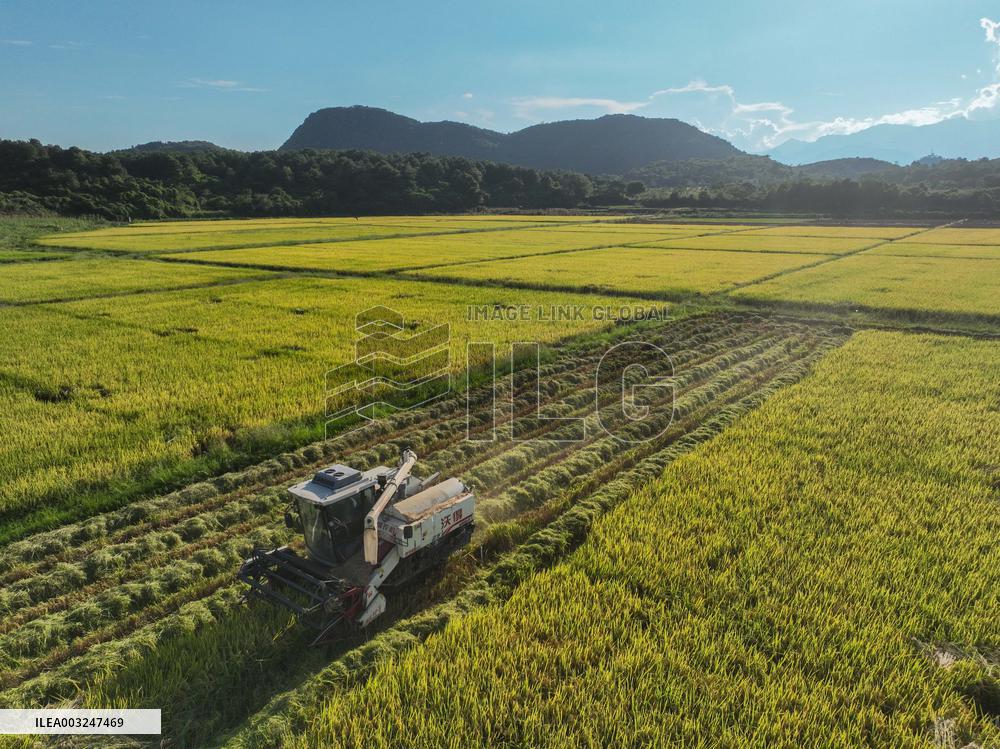 Rice Harvest in Yongzhou
