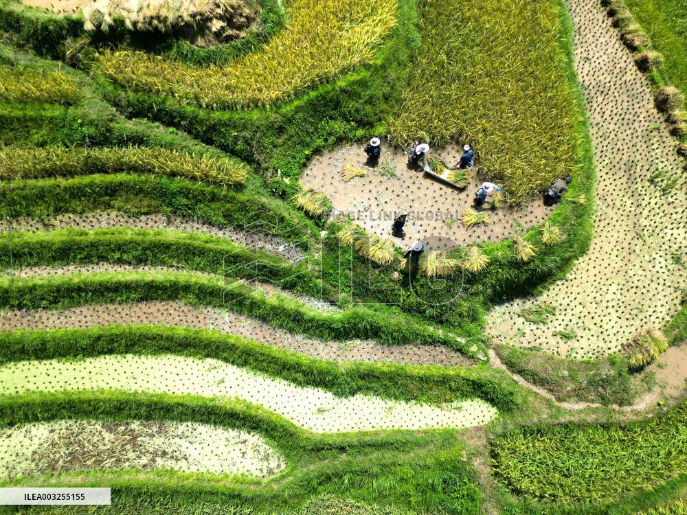 Terraced Fields - China