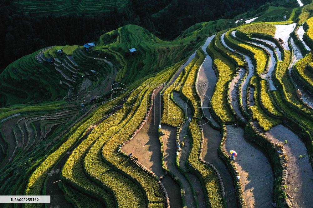 Terraced Fields - China