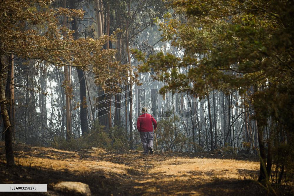 Forest Fire Burns 180 Hectares - Spain