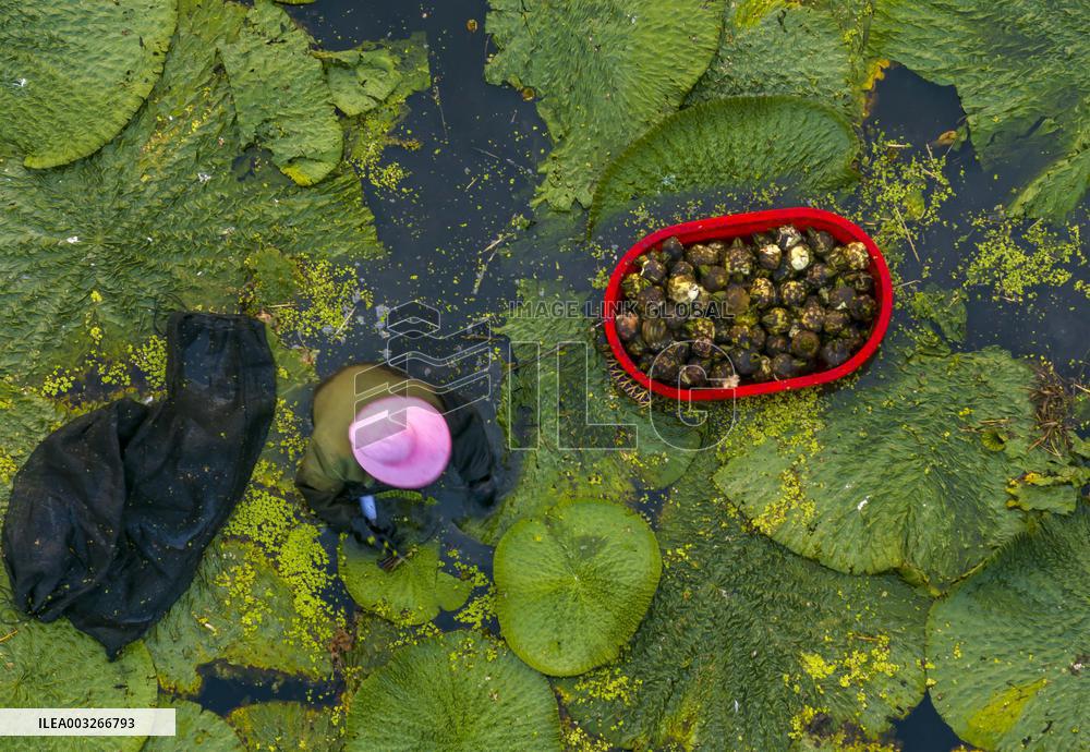 Aquatic Vegetables Harvest in Taizhou