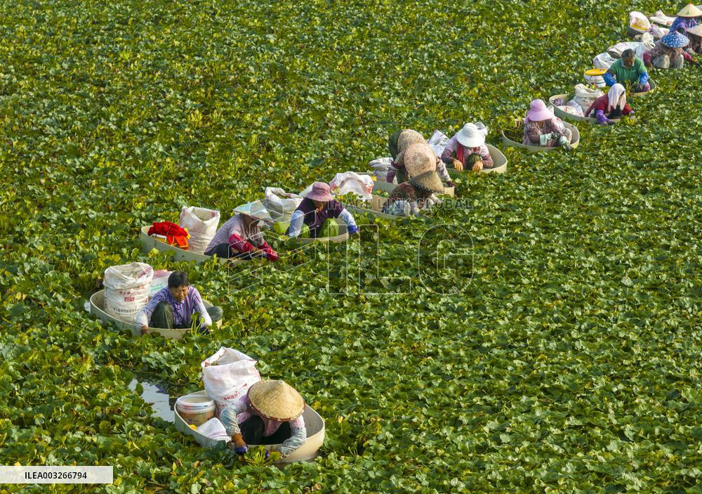 Aquatic Vegetables Harvest in Taizhou
