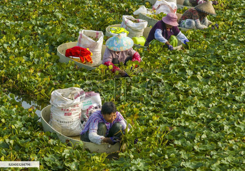 Aquatic Vegetables Harvest in Taizhou