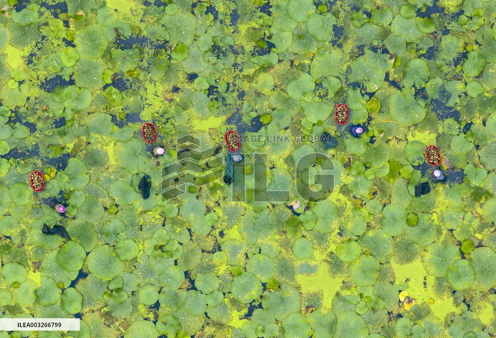 Aquatic Vegetables Harvest in Taizhou