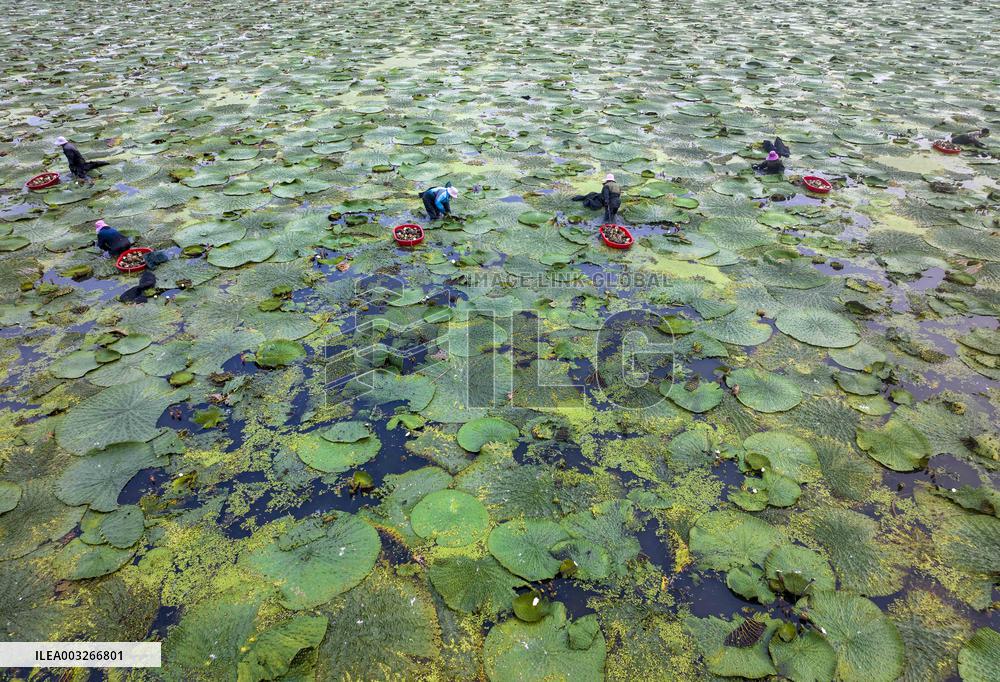 Aquatic Vegetables Harvest in Taizhou
