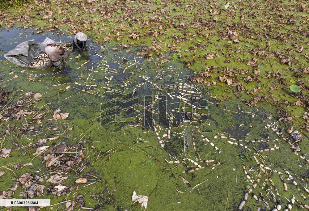 Aquatic Vegetables Harvest in Taizhou
