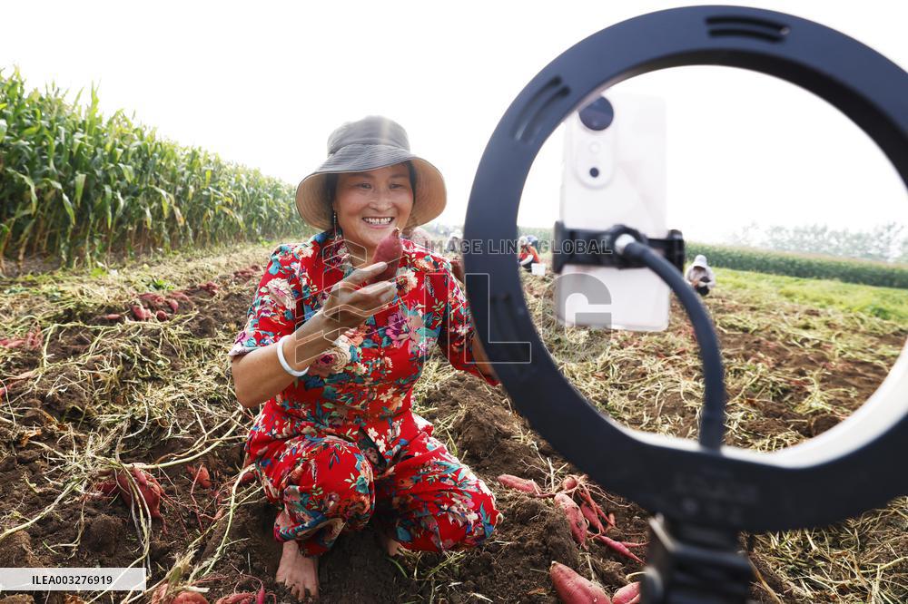 Crop Harvest in Suqian