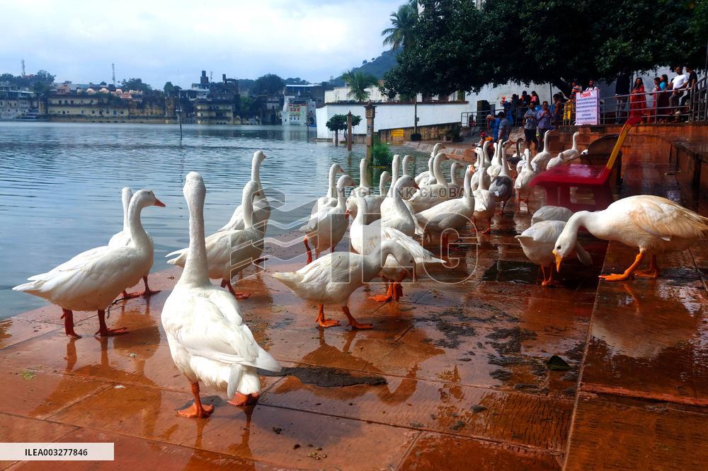 Ducks Roaming In Rajasthan - India