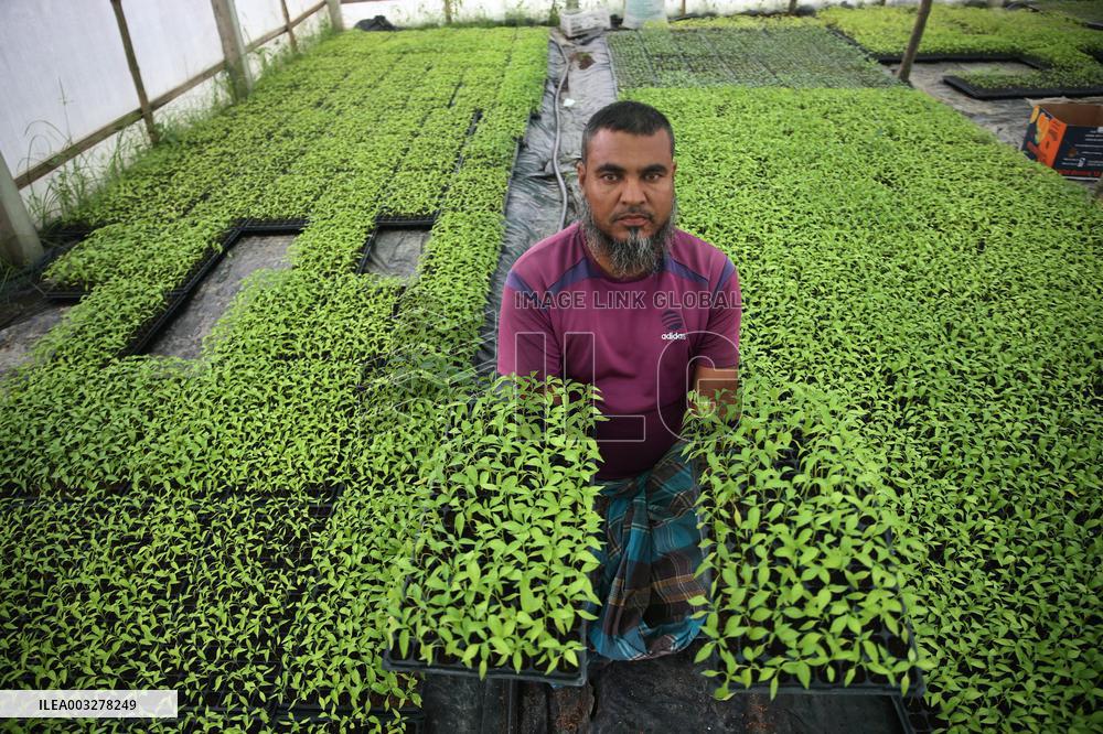 Vegetable Seedlings Nursery - Bangladesh