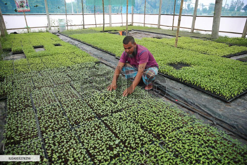 Vegetable Seedlings Nursery - Bangladesh