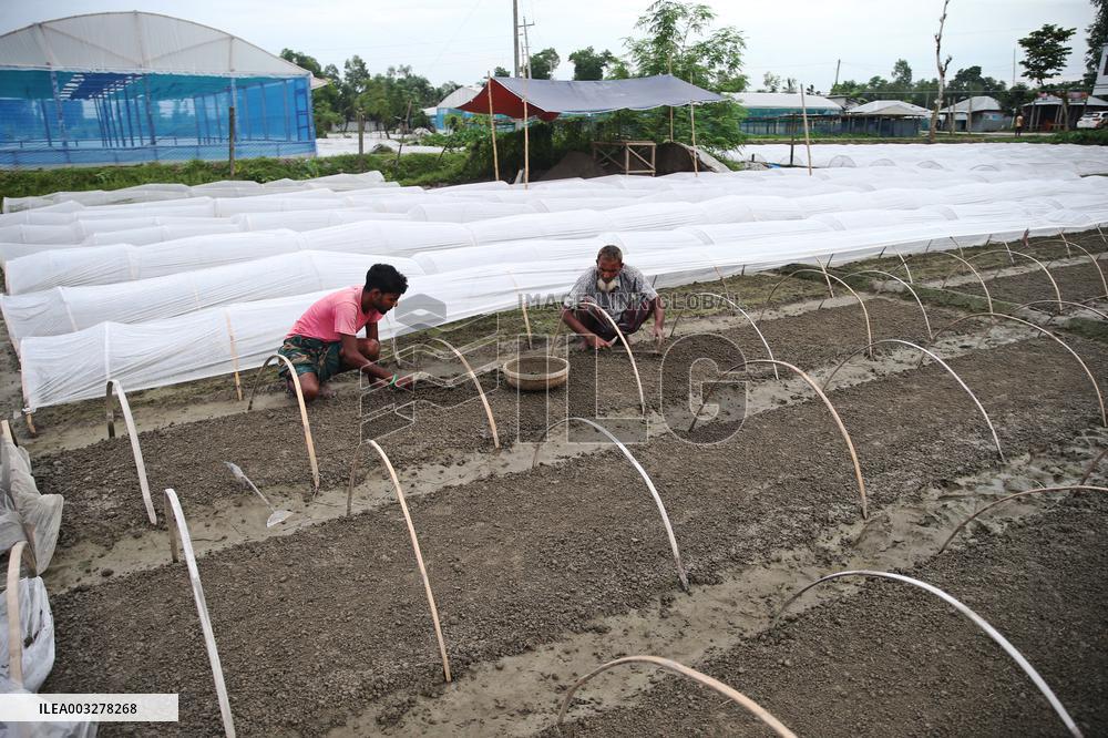 Vegetable Seedlings Nursery - Bangladesh