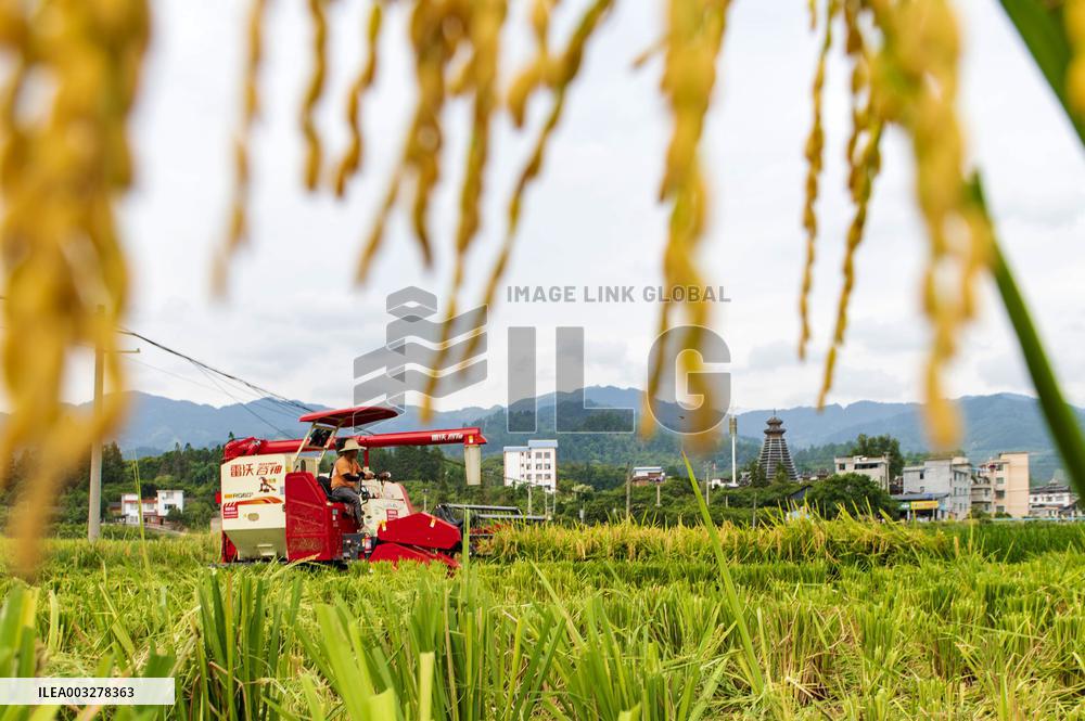 Rice Harvested in Congjiang