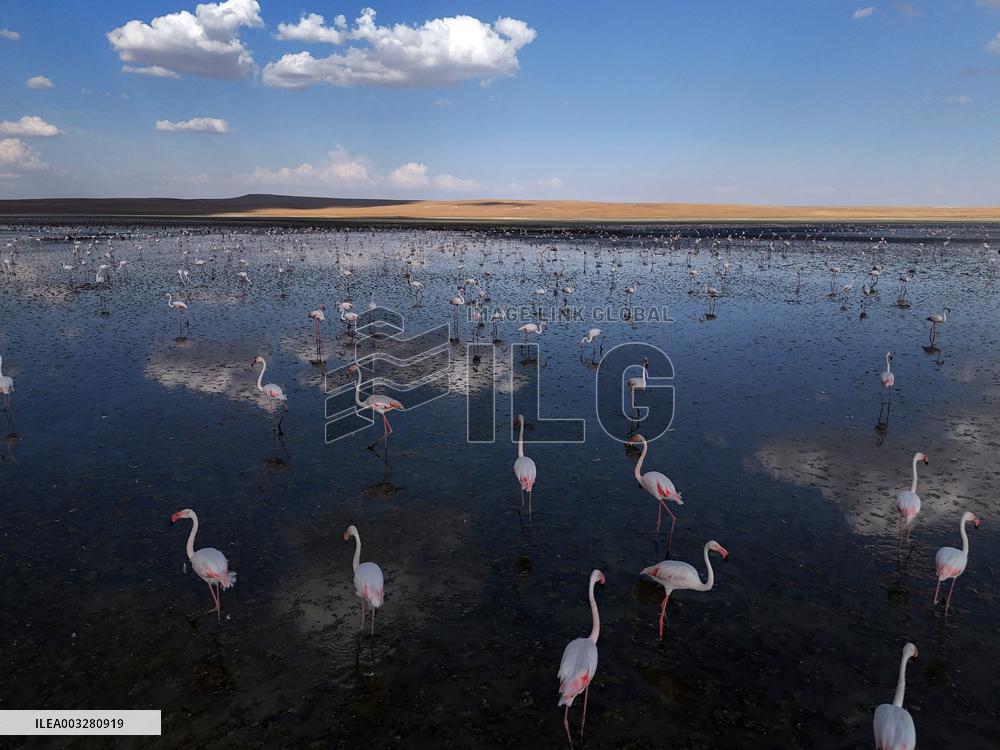 Flamingos At Salt Lake - Ankara