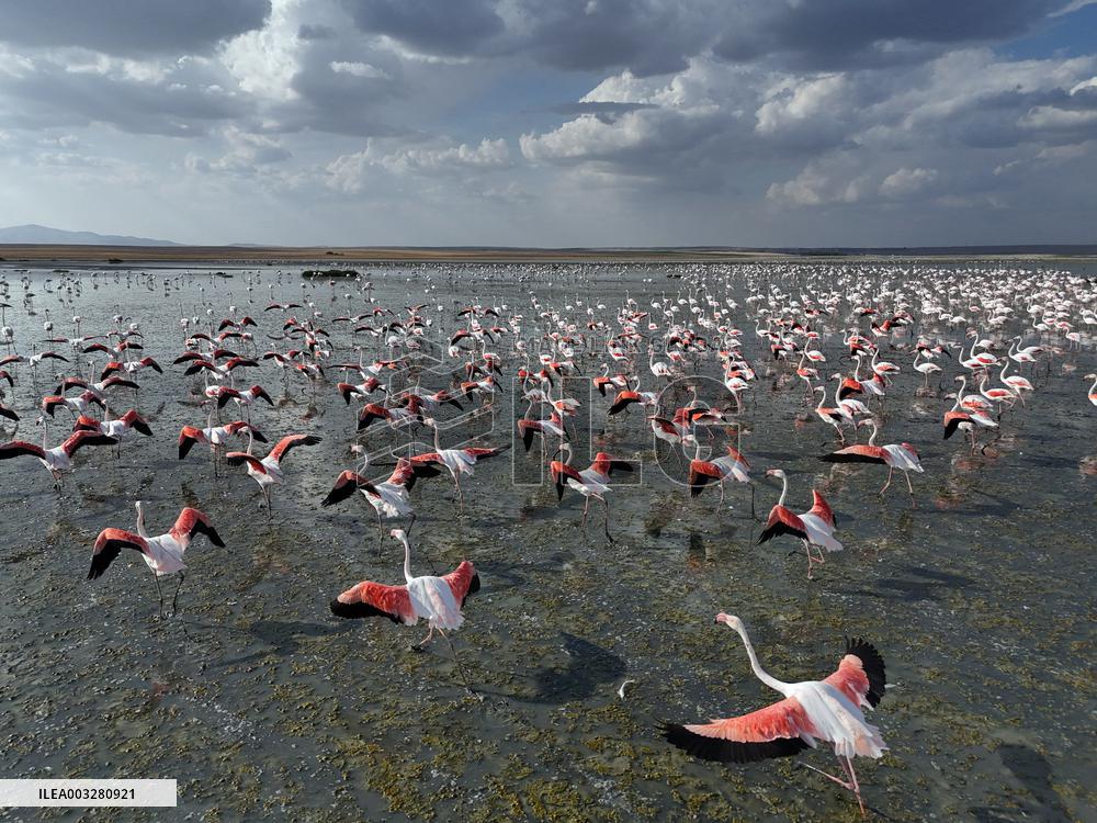 Flamingos At Salt Lake - Ankara