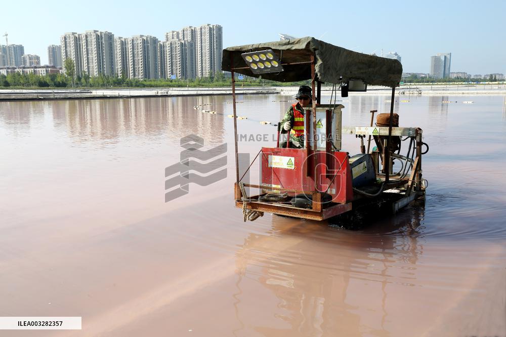 Raw Salt Harvest in Lianyungang