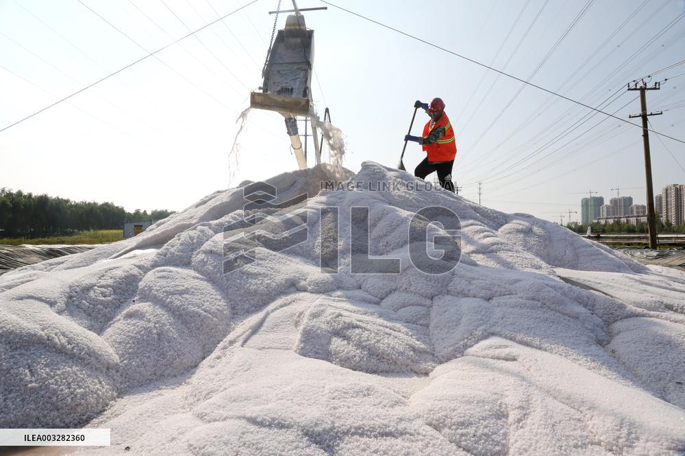 Raw Salt Harvest in Lianyungang