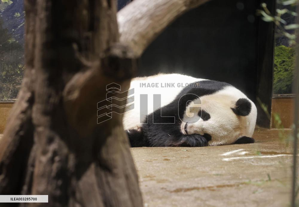 Pair of giant pandas in Japan to return to China for treatment