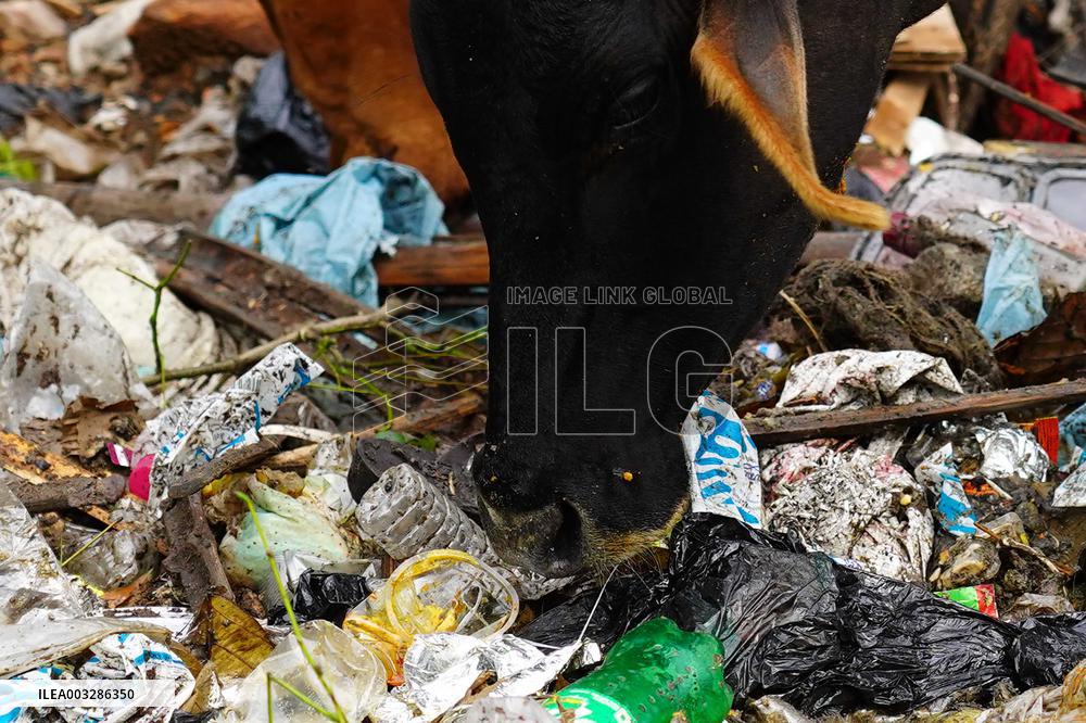 Cows Feed On Garbage - India