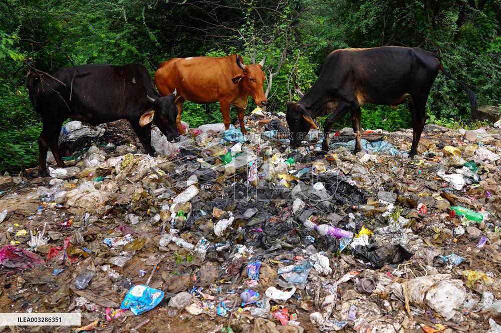 Cows Feed On Garbage - India