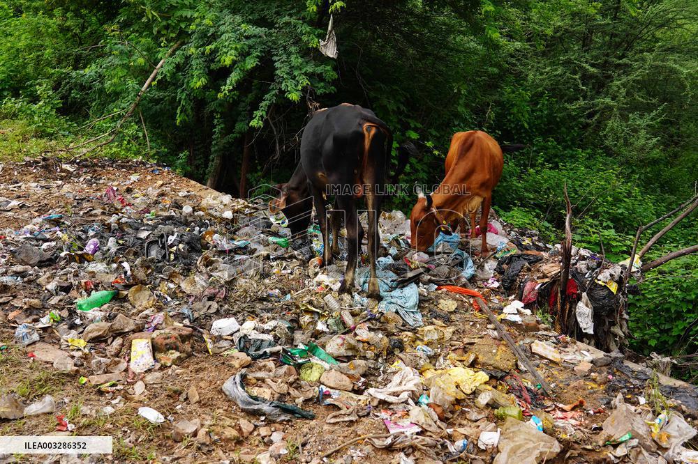 Cows Feed On Garbage - India