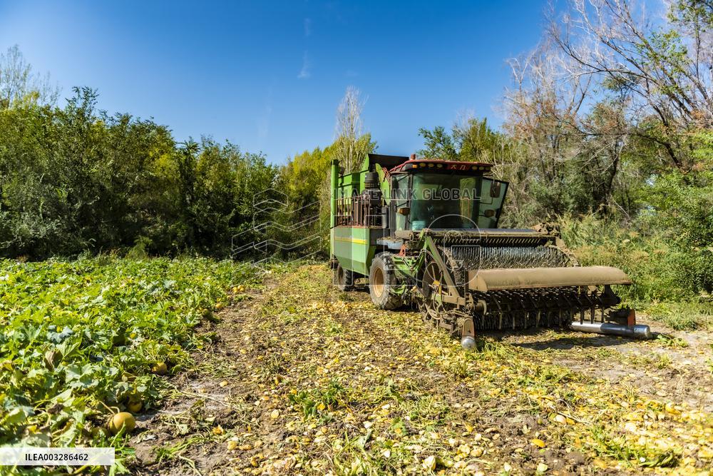 Agricultural Comprehensive Development Zone in Karamay