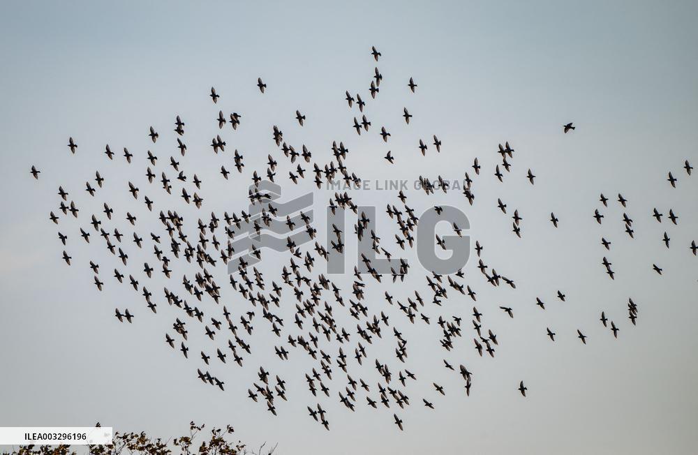 Wild Birds in Camargue - South of France
