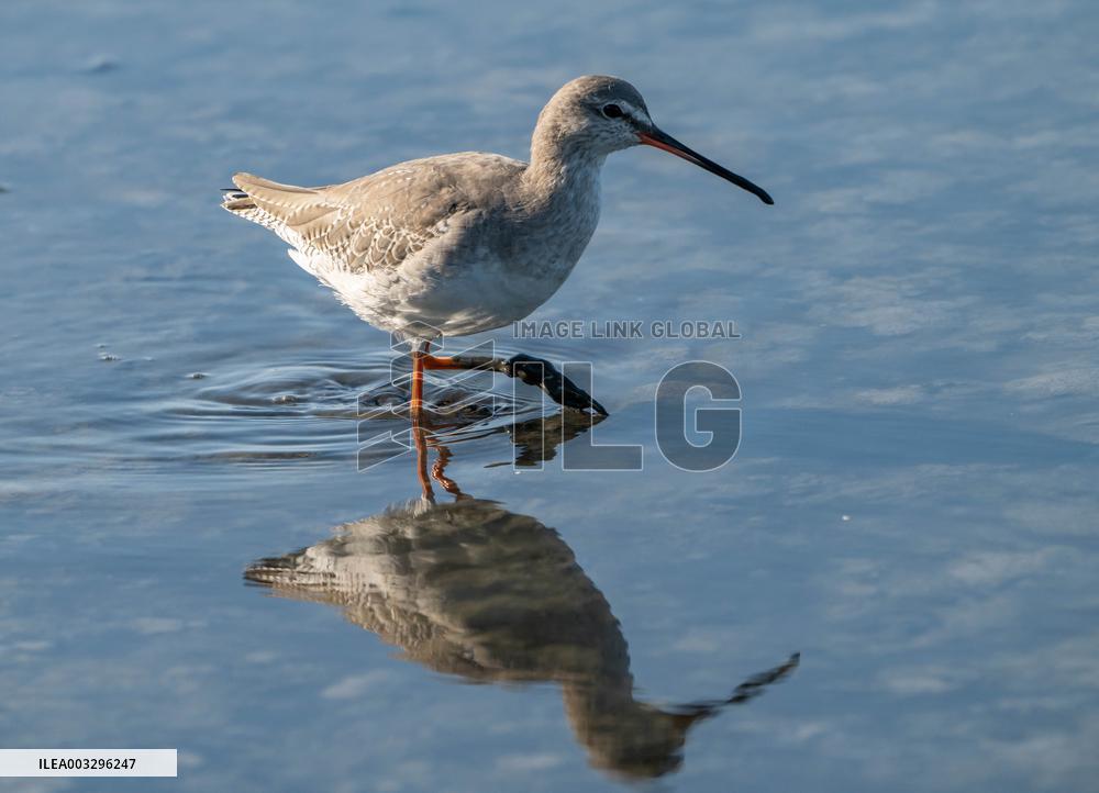 Wild Birds in Camargue - South of France