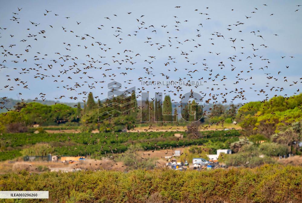 Wild Birds in Camargue - South of France