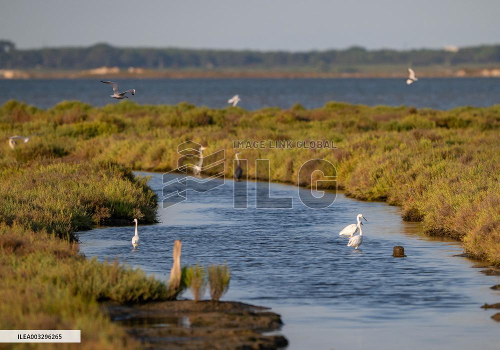 Wild Birds in Camargue - South of France