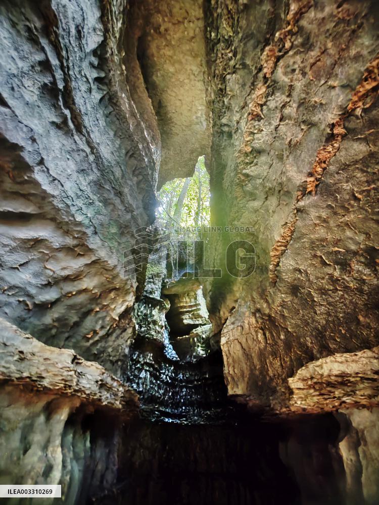 World's First Ordovician Stone Forest