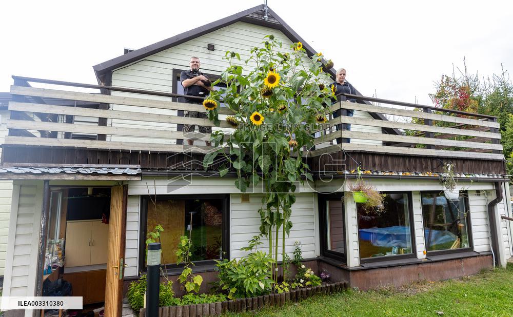 Extremely long sunflower
