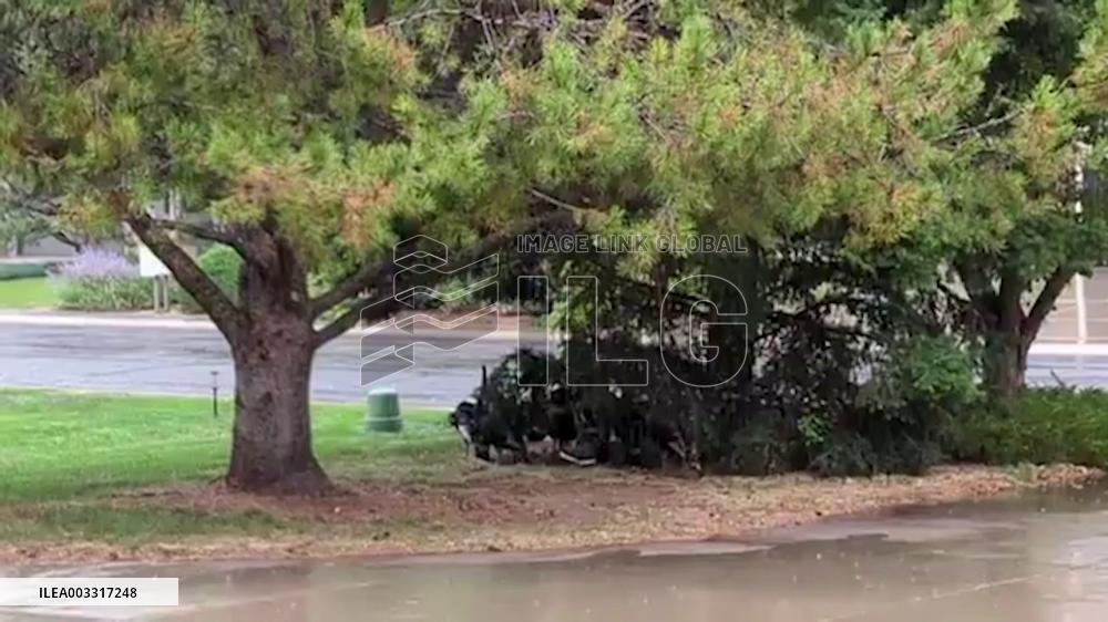 US: Wild Turkeys Take Shelter Under Trees As Thunderstorm Hits Fort Collins, Colorado
