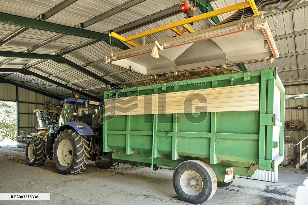 Lavandin Harvest - Alpes-de-Haute-Provence