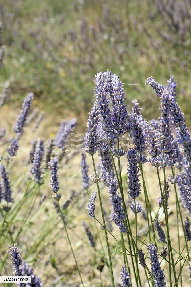Lavandin Harvest - Alpes-de-Haute-Provence