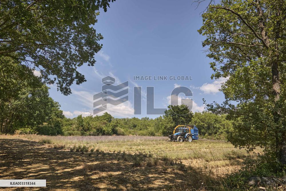 Lavandin Harvest - Alpes-de-Haute-Provence
