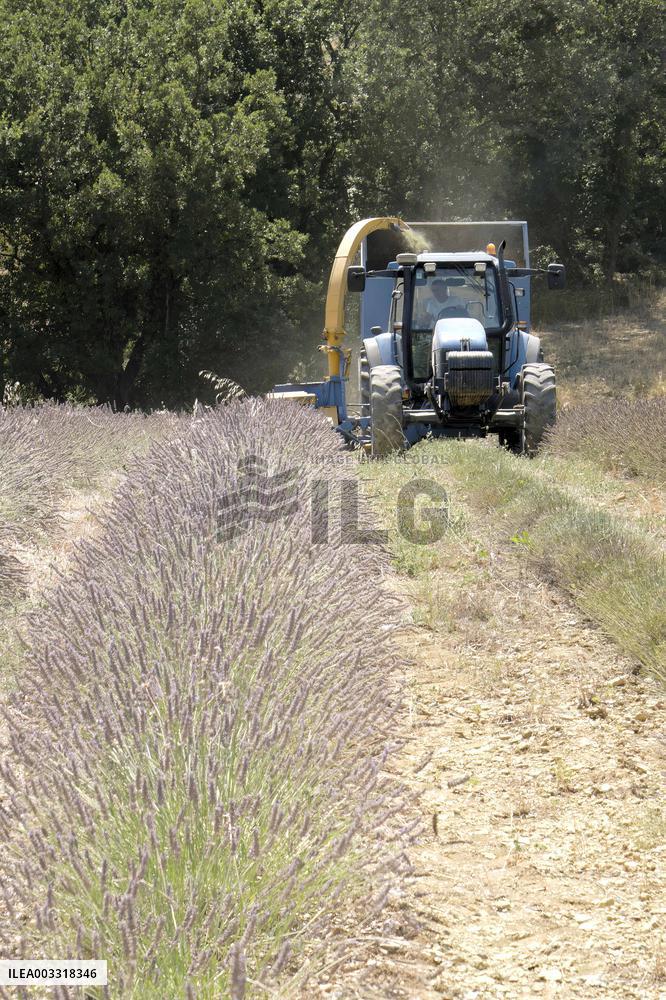 Lavandin Harvest - Alpes-de-Haute-Provence