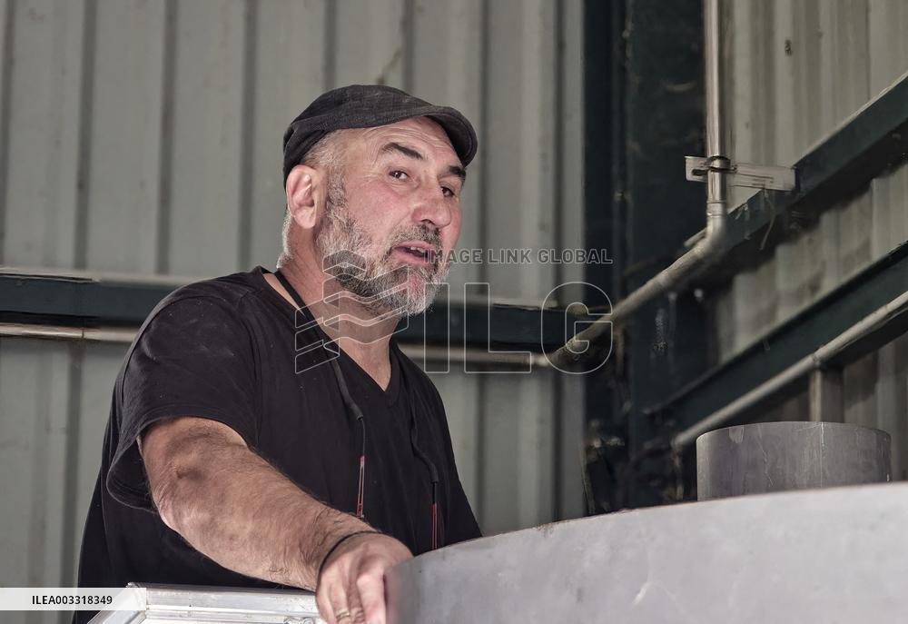 Lavandin Harvest - Alpes-de-Haute-Provence