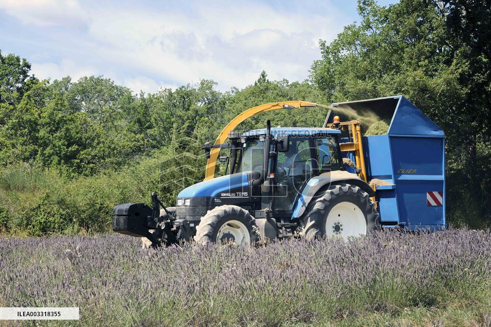 Lavandin Harvest - Alpes-de-Haute-Provence