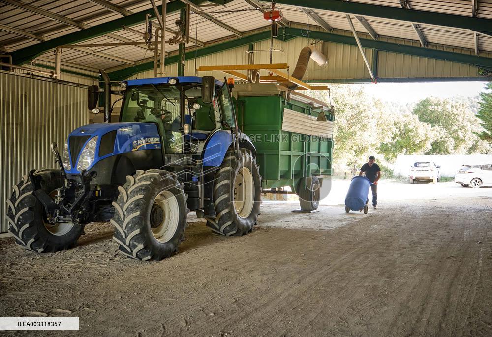 Lavandin Harvest - Alpes-de-Haute-Provence