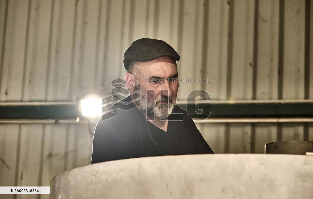 Lavandin Harvest - Alpes-de-Haute-Provence